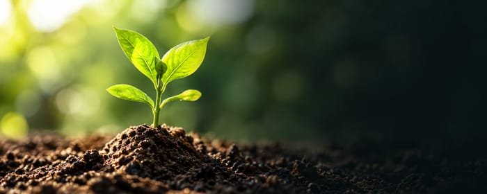 A young green seedling growing from rich soil